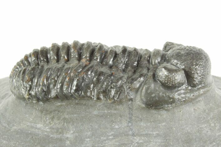 Phacopid (Adrisiops) Trilobite - Jbel Oudriss, Morocco #377016